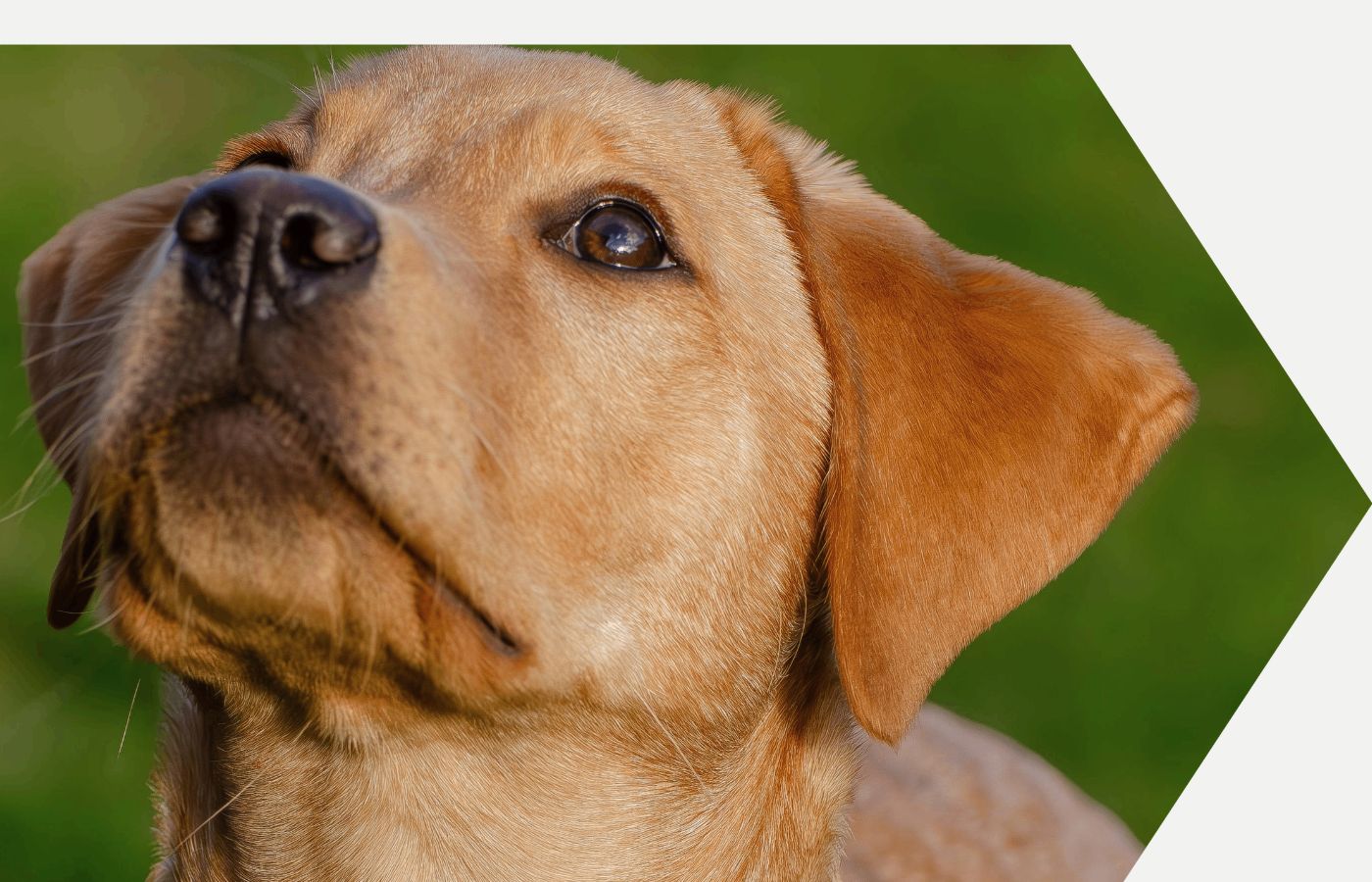 Nutrição funcional FoodPet