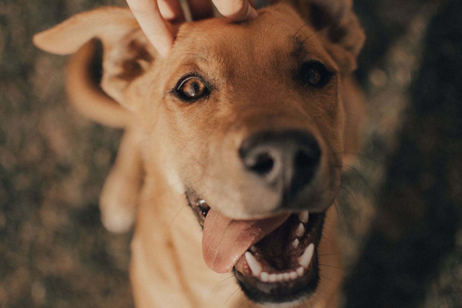 Cão FoodPet