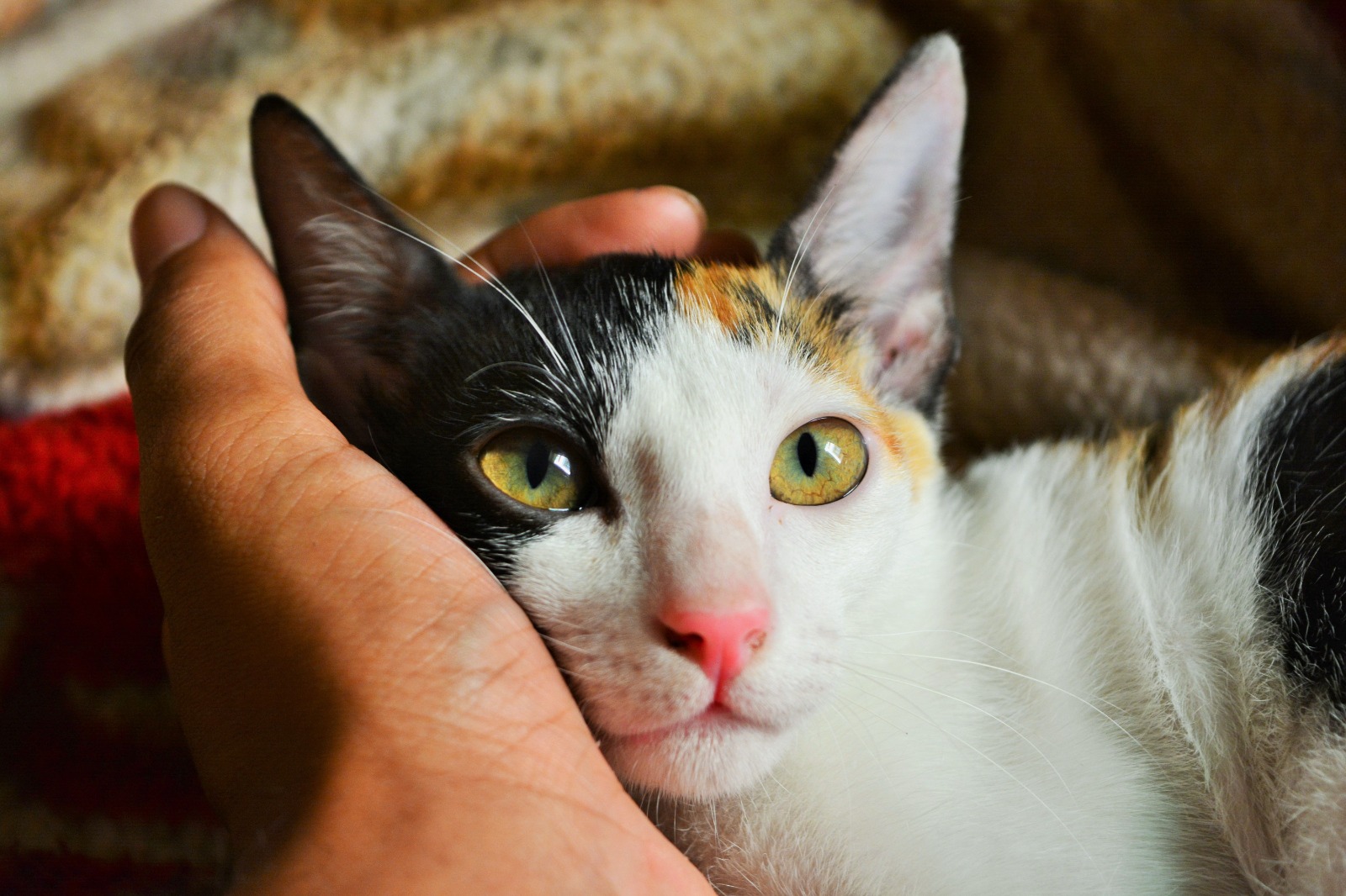 Gato FoodPet