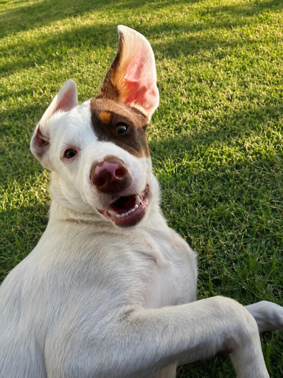 Cão ao ar livre